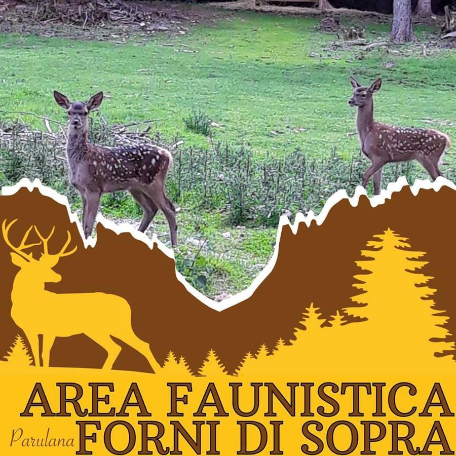 Albergo Meuble Tarandan Forni di Sopra Zewnętrze zdjęcie